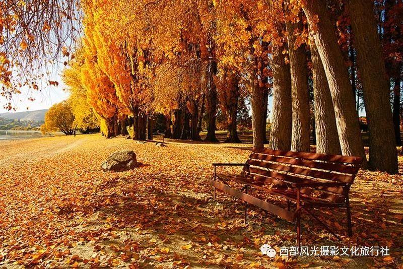 在线投票怎么弄？小白也能轻松学会